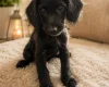Labradoodle