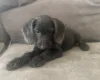 Labradoodle