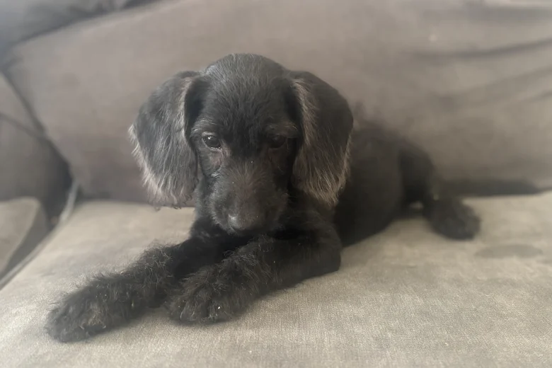 Labradoodle