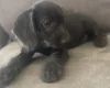 Labradoodle