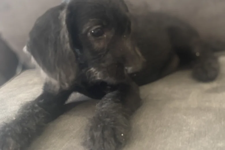 Labradoodle