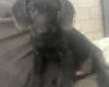 Labradoodle