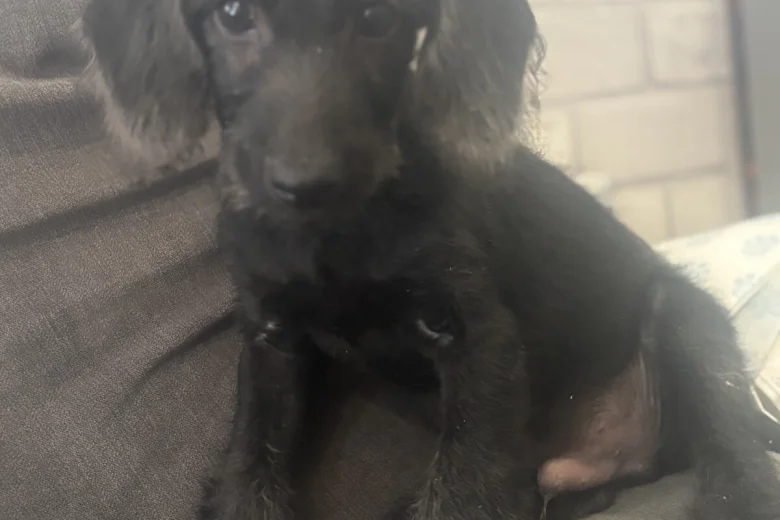 Labradoodle