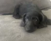 Labradoodle