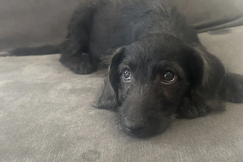Labradoodle