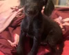 Labradoodle