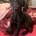 Labradoodle