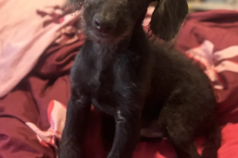 Labradoodle
