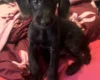 Labradoodle