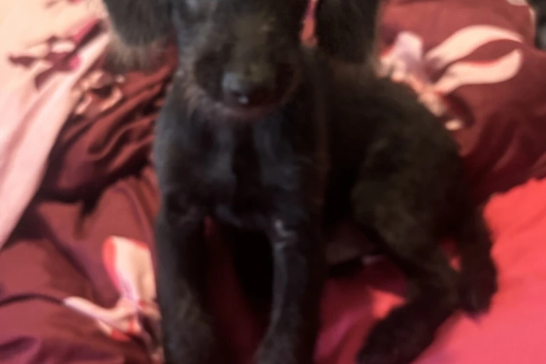 Labradoodle