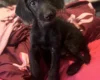 Labradoodle