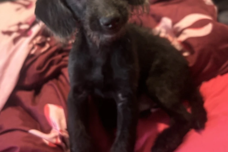 Labradoodle