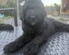 Labradoodle
