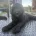 Labradoodle