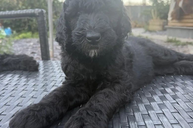 Labradoodle
