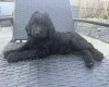 Labradoodle