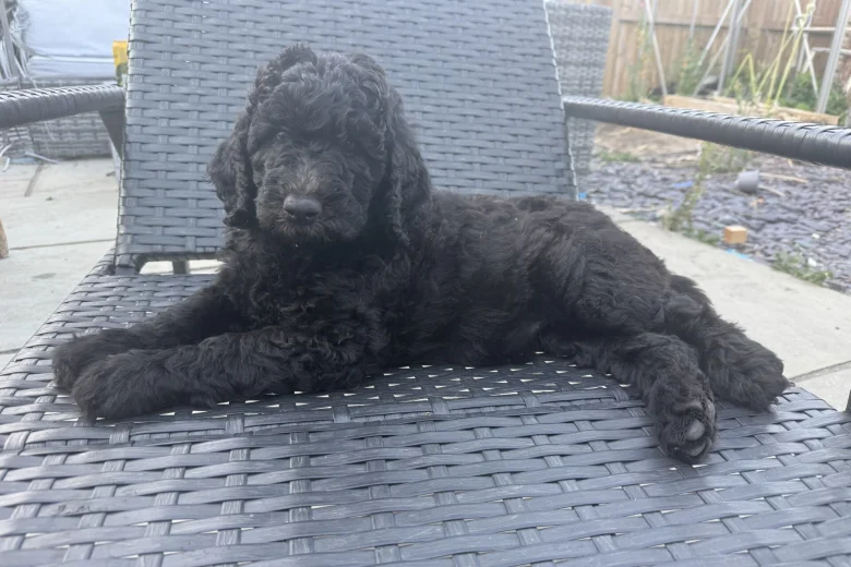Labradoodle