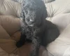 Labradoodle