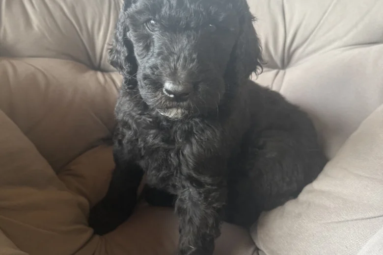Labradoodle