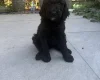 Labradoodle