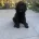 Labradoodle