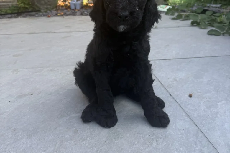 Labradoodle