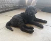 Labradoodle