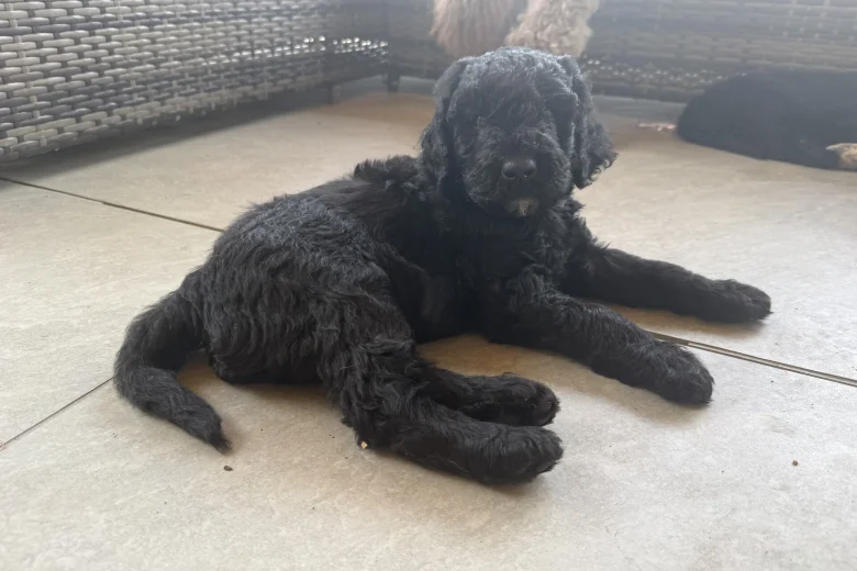 Labradoodle