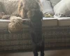 Labradoodle
