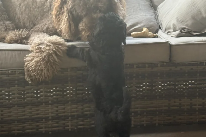 Labradoodle
