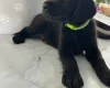 Labradoodle