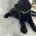Labradoodle