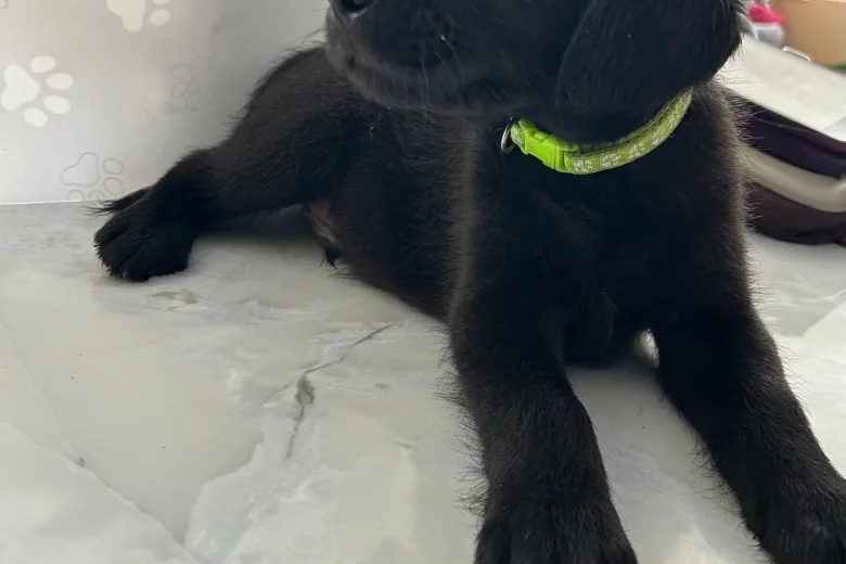 Labradoodle