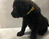 Labradoodle