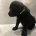 Labradoodle