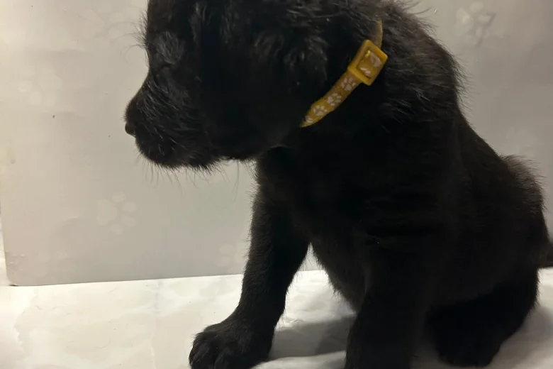 Labradoodle