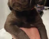 Labradoodle