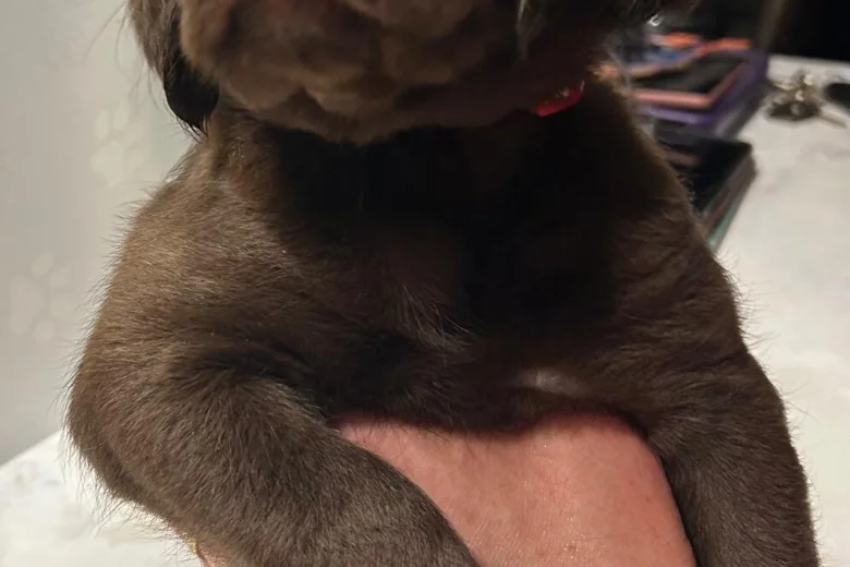 Labradoodle