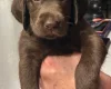 Labradoodle