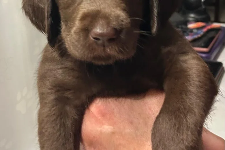 Labradoodle