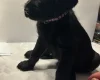 Labradoodle