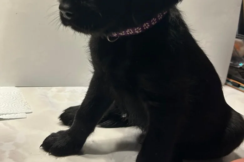 Labradoodle