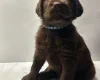 Labradoodle