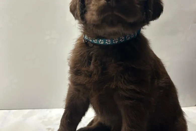 Labradoodle