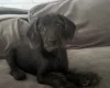 Labradoodle