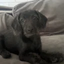 Labradoodle