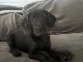 Labradoodle