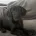 Labradoodle