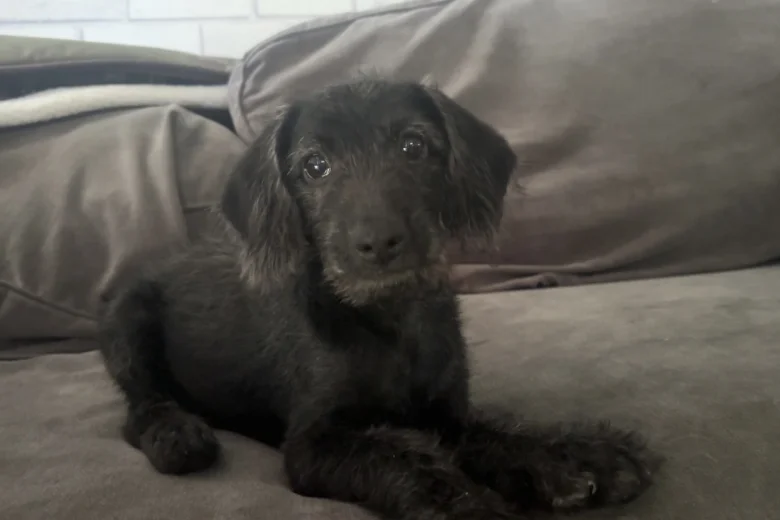 Labradoodle