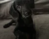 Labradoodle
